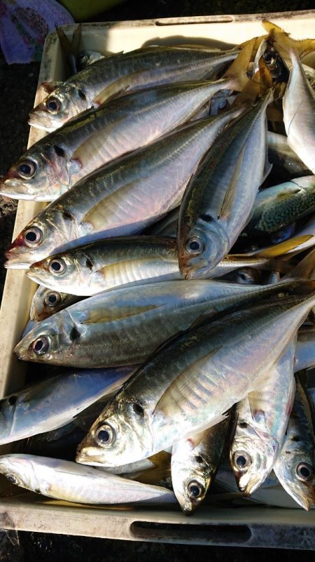 金沢八景鴨下丸 釣果