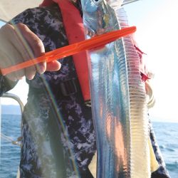 シースナイパー海龍 釣果
