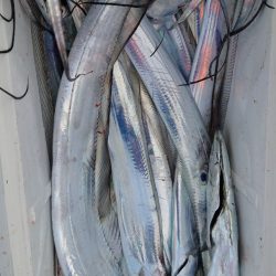 シースナイパー海龍 釣果