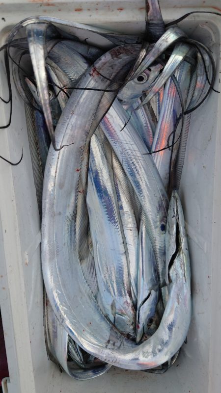 シースナイパー海龍 釣果