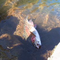 平谷湖フィッシングスポット 釣果