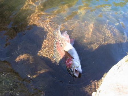 平谷湖フィッシングスポット 釣果