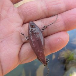 平谷湖フィッシングスポット 釣果