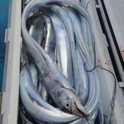 シースナイパー海龍 釣果