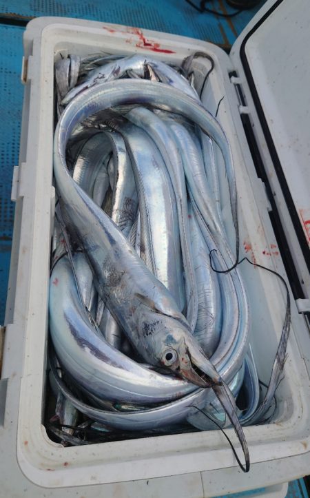 シースナイパー海龍 釣果