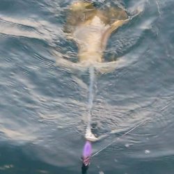 ブルースフィッシングサービス 釣果