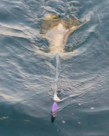 ブルースフィッシングサービス 釣果