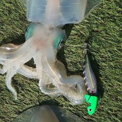 ブルースフィッシングサービス 釣果