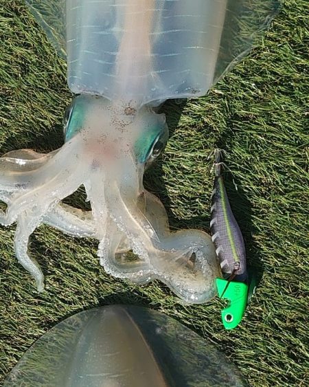 ブルースフィッシングサービス 釣果