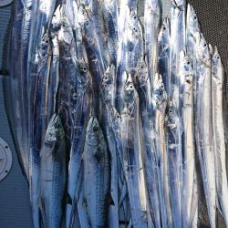 遊漁船　家入 釣果