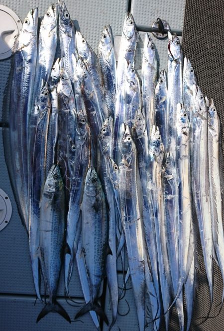 遊漁船　家入 釣果