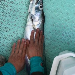 ヤザワ渡船 釣果