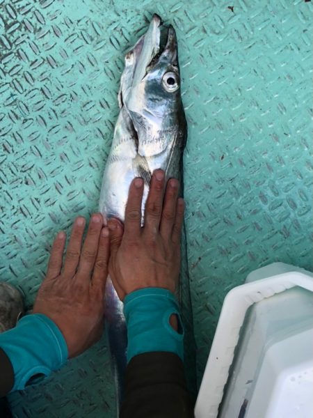 ヤザワ渡船 釣果