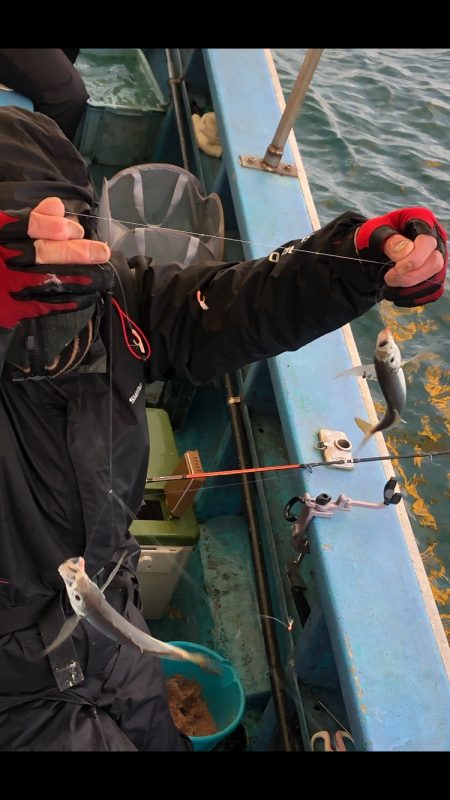 ヤザワ渡船 釣果