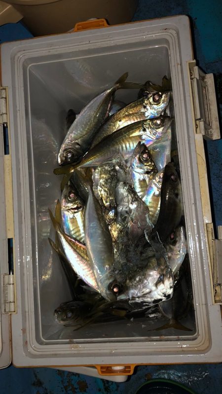 ヤザワ渡船 釣果