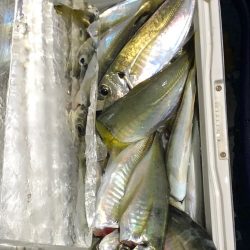 ヤザワ渡船 釣果