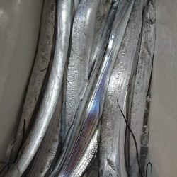 シースナイパー海龍 釣果