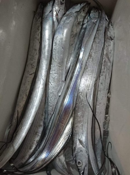 シースナイパー海龍 釣果