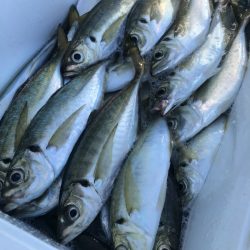 金沢八景鴨下丸 釣果