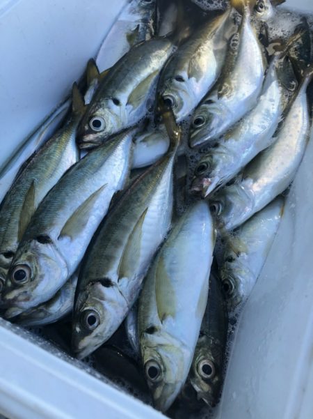 金沢八景鴨下丸 釣果