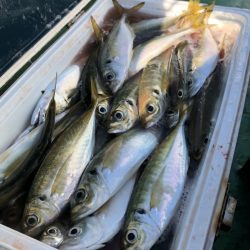 金沢八景鴨下丸 釣果