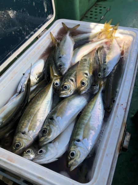 金沢八景鴨下丸 釣果