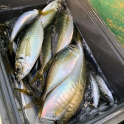 金沢八景鴨下丸 釣果