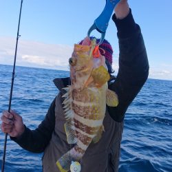 ARCADIAⅡ (アルカディアⅡ) 釣果