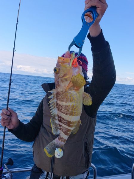 ARCADIAⅡ (アルカディアⅡ) 釣果