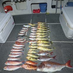 ARCADIAⅡ (アルカディアⅡ) 釣果