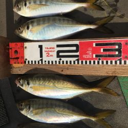 金沢八景鴨下丸 釣果