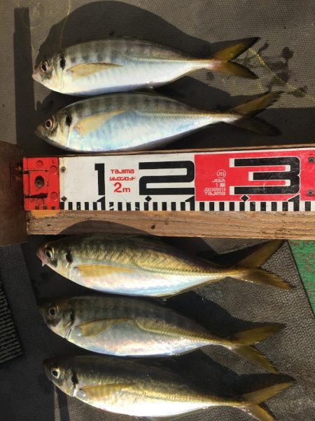 金沢八景鴨下丸 釣果