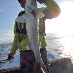 アマテラス 釣果