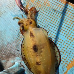 シースナイパー海龍 釣果