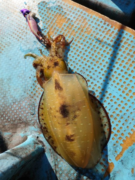 シースナイパー海龍 釣果