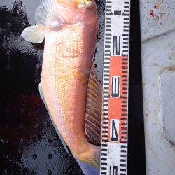 第二龍勢丸 釣果