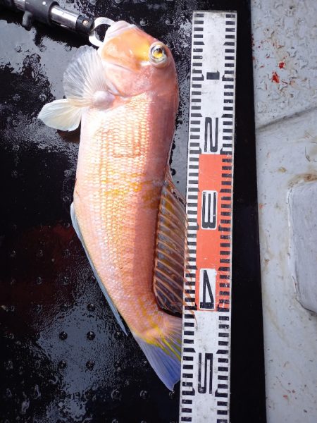 第二龍勢丸 釣果