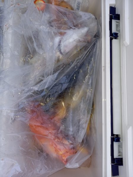 第二龍勢丸 釣果