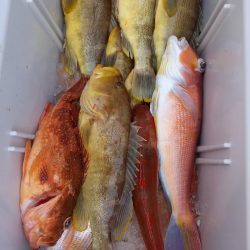 第二龍勢丸 釣果