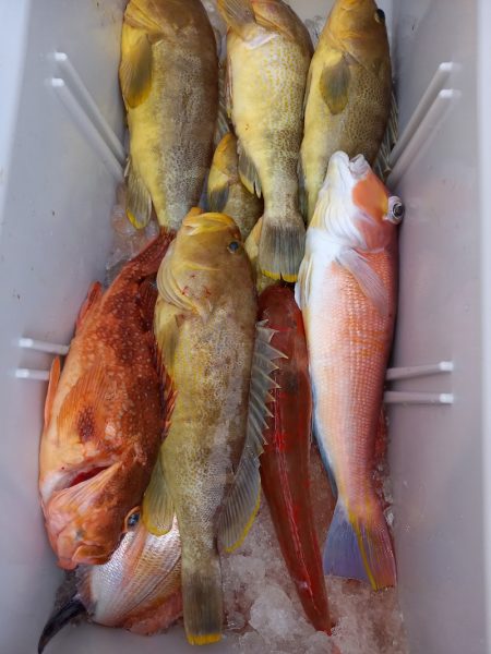 第二龍勢丸 釣果