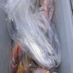 第二龍勢丸 釣果