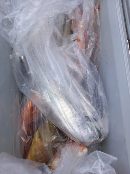 第二龍勢丸 釣果