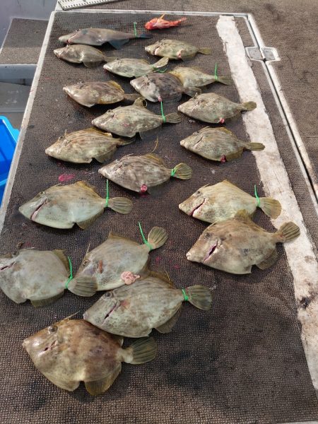 ブルースフィッシングサービス 釣果