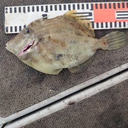 ブルースフィッシングサービス 釣果