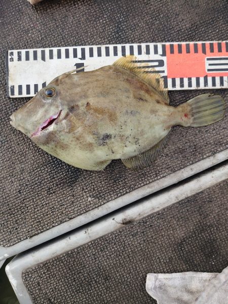 ブルースフィッシングサービス 釣果