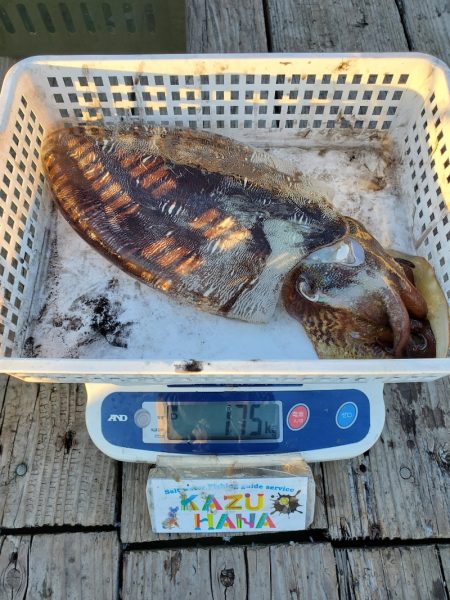 一華丸 釣果