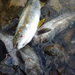 鷹王丸 釣果