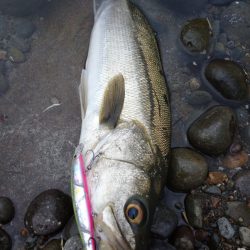 鷹王丸 釣果