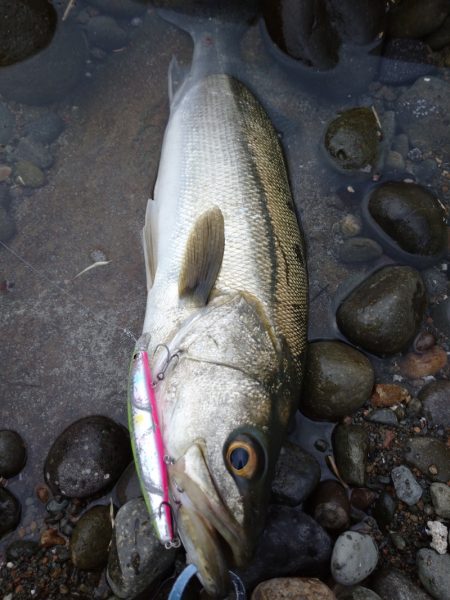 鷹王丸 釣果