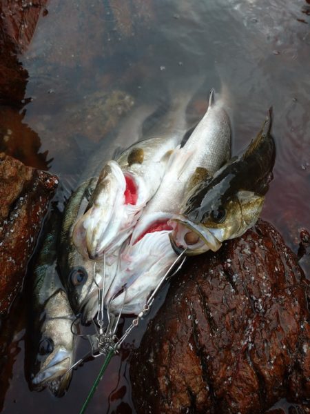 鷹王丸 釣果